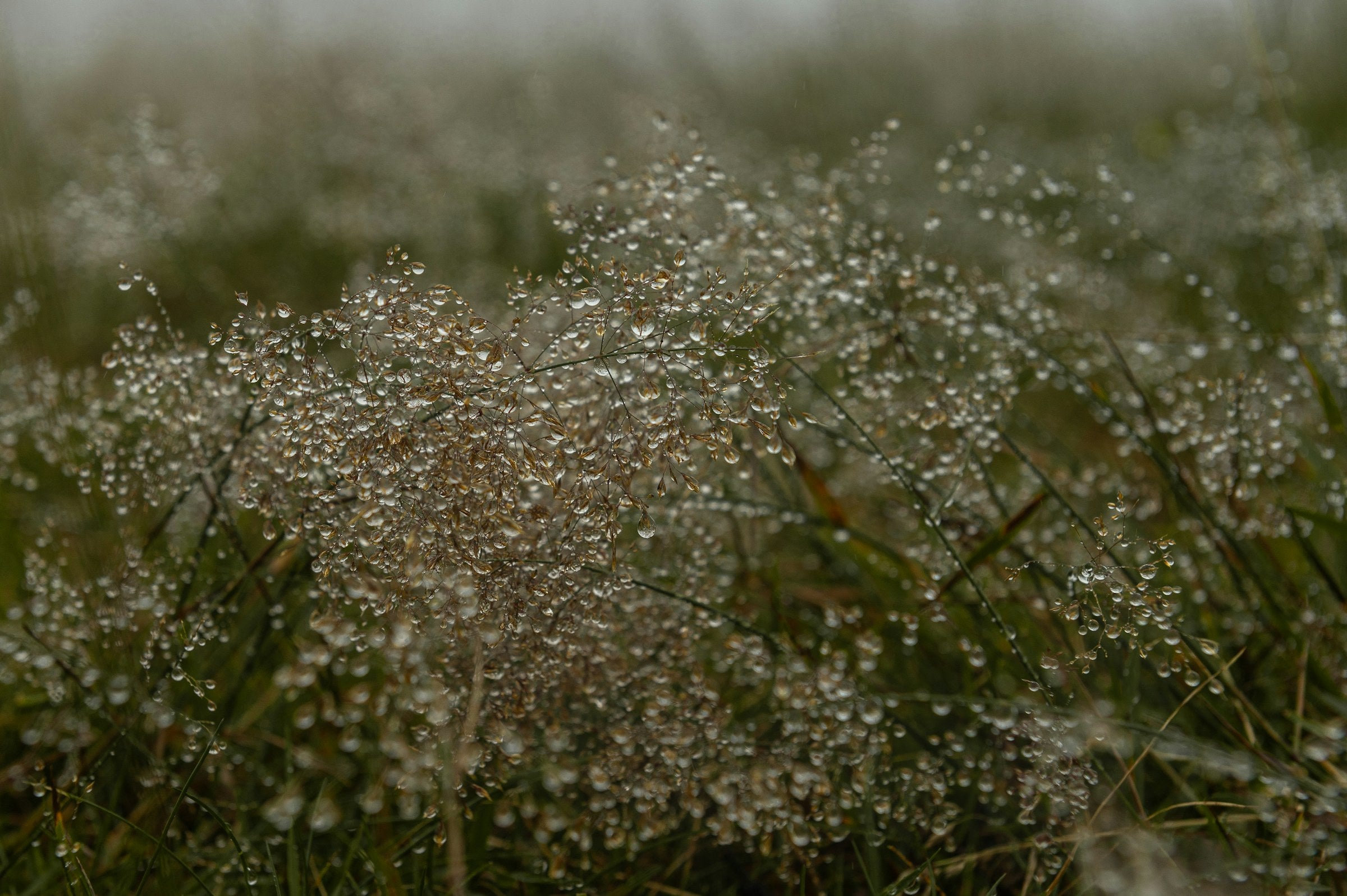 Morning botanicals in soft light